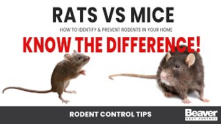 How to Identify and Prevent Rats amp Mice in Your Home  Rodent Control Tips from Beaver Pest Control [upl. by Babbette]