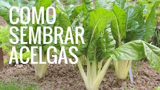 Como Sembrar ACELGAS En MACETA 2022CULTIVO DE ACELGAS PLANTAR ACELGAS [upl. by Corvese]