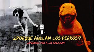 ¿Porque AULLAN los PERROS [upl. by Niwrad]