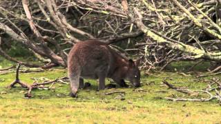 Rufus Wallaby Bennetts Wallaby Red Neck wallaby Blind in one eye Narawntapu National Park [upl. by Honoria]