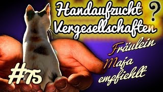 Handaufzuchten Vergesellschaften und Alternativen Fräulein Maja empfiehlt Teil 75 [upl. by Otsugua]