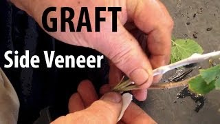 Grafting Fruit Trees  How to Do a Side Veneer Graft [upl. by Elrem369]