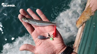 How to catch the BEST BAIT for Pier Fishing California Special [upl. by Rae269]