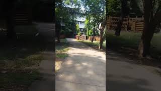 Big snake 🐍 in IIT Bombay Campus  snakes iitbombay shorts iitmotivation jee2025 [upl. by Chesna471]