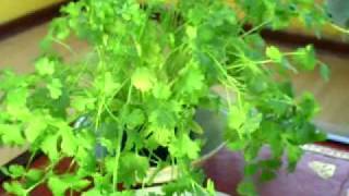 Medicinal properties of Coriander Coriandrum Sativum Cilantro [upl. by Rianna]