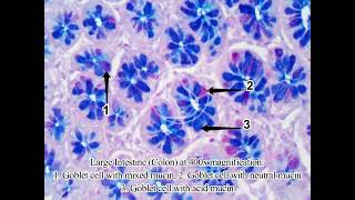 Large Intestine under the microscope with Alcian Blue PAS stain for mucin [upl. by Campos]