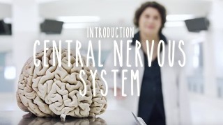 Neuroanatomy S1 E1 Intro to the Central Nervous System neuroanatomy science medicine brain [upl. by Clement]