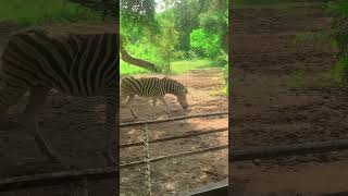 Jabra Ju ghar part3 zebra [upl. by Welcy]