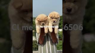 Chow Chow Puppies Available trending viralshort reelsvideo shortsvideo youtubeshorts dogbreed [upl. by Milman]