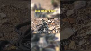 Late School Snake funny cutememes cute animals comedy [upl. by Barret]