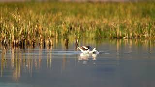 American Avocet Scything [upl. by Beshore]