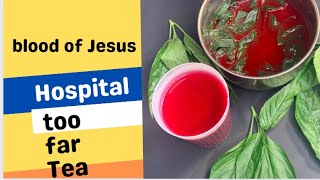 Justicia carnea hospital too far blood of Jesus health benefits of this drink [upl. by Ellerol]