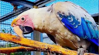 The White Macaw Silver Scarlet Macaw [upl. by Anirbus719]