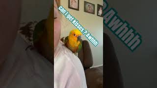 You will never guess what Gemini did conure birds conurelife animals pets 2024 [upl. by Ceil]