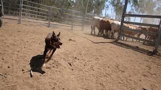 Hard Working Australian Kelpies [upl. by Herrington]