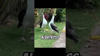 The Laysan Albatross  A Great Flyer Through Storms 😍 [upl. by Blayze]