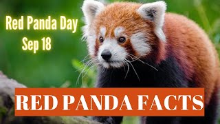 Top 10 Interesting Facts about Red Panda  Red Panda Facts for Kids [upl. by Dreda742]