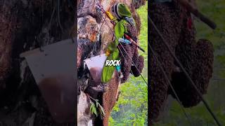 Harvesting huge Hive on Big Rocks hive animal jobs bee [upl. by Engleman]