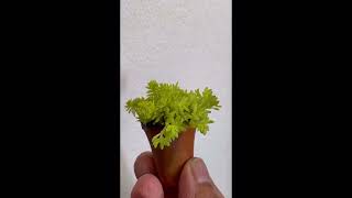 EP 142 minipotsucculent tokyosun cactus succulents youtube short shortvideo trending [upl. by Ardra801]