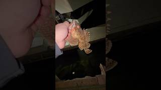 Large ShorePound Sculpin  fishrx bassfishing fishingvideo [upl. by Etirugram]