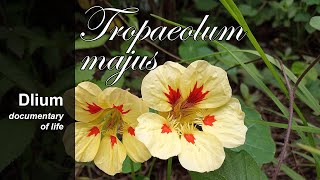 Garden nasturtium Tropaeolum majus [upl. by Aissela]