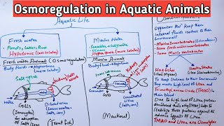 Osmoregulation in Aquatic Animals  Osmoconformers and Osmoregulators  Jiyas Biology Tutorials [upl. by Edan]