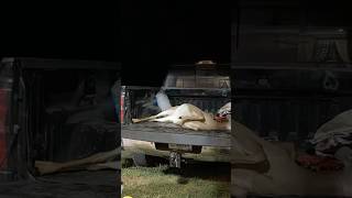 Quartering a deer on truck bed deerhunter shorts processing deerhunting farmfresh [upl. by Acireed]