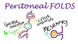 Chp18  Peritoneal FOLDS  BDC Vol2  Greater Omentum  Lesser Omentum  Mesentry [upl. by Melburn]