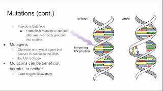 AP Biology Review Unit 13 Gene Regulation [upl. by Gebhardt583]