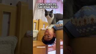 Si Kucing Manja yg Gemuk dan Lengket [upl. by Twitt165]