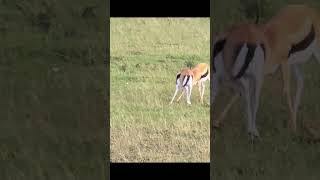 Thomsons Gazelle Battle For Dominance at Serengeti National Park shorts [upl. by Seumas599]