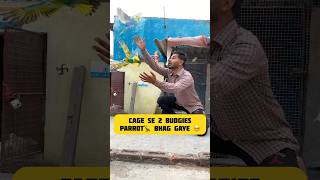 2 budgies parrot🦜 bhag gaye 🥺😰 pigeon budgies birdlovers kabootar petslover birdspecies [upl. by Hseyaj]