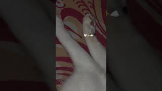 Vibratory Motion 🤣catenation youtube catlover viral video shorts fyp trending music [upl. by Derte]