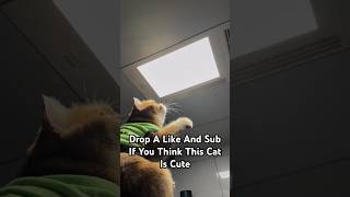 Why Cats Are Obsessed With Light [upl. by Alithia]