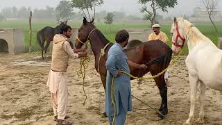 Horse Enjoying Video in Village Area Part 2 [upl. by Adnilahs810]