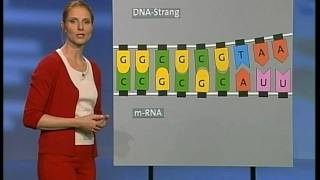 Grundlagen der Genetik 23 [upl. by Lacy]