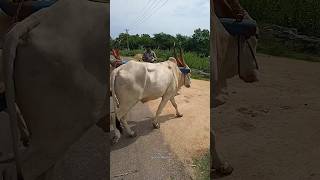 bullockcart shorts video  bullock cart ride  bullock cart videos bulls farms oxen  bullock media [upl. by Eelsnia]