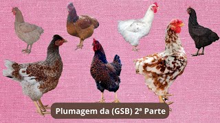 As Plumagens da GSB 2ª Parte [upl. by Attiuqal]