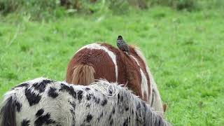 Wandeling van Eikenlaan in Liessel naar Natuurpoort de Peel in Deurne vv [upl. by Ardied319]