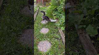 Outdoor Cat Yoga 3 Stretches 😻 cutecat catyoga cats [upl. by Griggs]