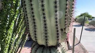 🌵Saguaro of the Day🌵 PEACEFUL EASY CACTUS 💖💗🥰💞 and an Ocotillo at Del Lago Golf Club ⛳️🏌️‍♀️ [upl. by Arrotal]