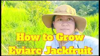 How to Grow Eviarc Jackfruit [upl. by Percy]