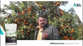 ICL farmer Testimonial  Mr Ajay Bacher  Kinnow  ICL India [upl. by Nileuqcaj]