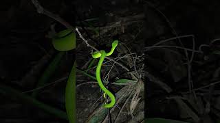 Spot tailed pit viper or red tailed pit viper Trimeresurus erythrurusvipernightreptilegreen [upl. by Petuu]