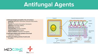 Antifungal drugs Pharmacology Classifications Examples Mechanism of action and Side effects [upl. by Christabel832]