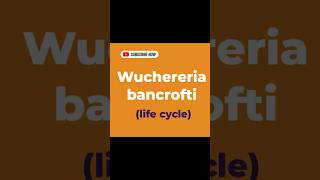 Wuchereria bancrofti [upl. by Rahm490]