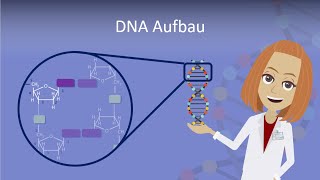 DNA Aufbau leicht erklärt [upl. by Nauht80]