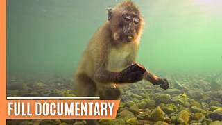 The Incredible Story of Piak Nam Yai Macaques  From Tsunami to Toolmakers  Full Documentary [upl. by Nolek62]