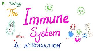 Introduction to the Immune System  Types of Immunity  Immunology Playlist [upl. by Aneeled603]