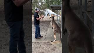 KANGAROO ATTACKS FATHER amp SON 😂🦘🥊 australia comedy [upl. by Ennahtur456]